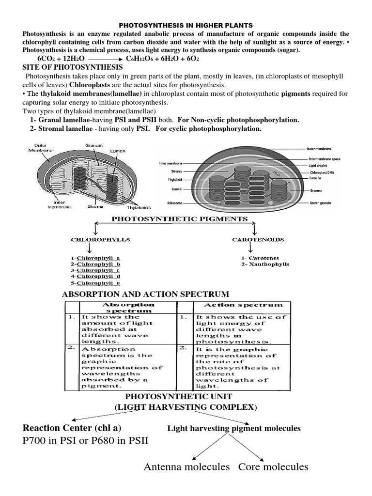 Photosynthesis Mechanisms in Plants | PDF | Photosynthesis | Chemistry