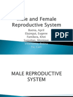 Male and Female Reproductive System