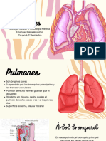 Pulmones Histologia