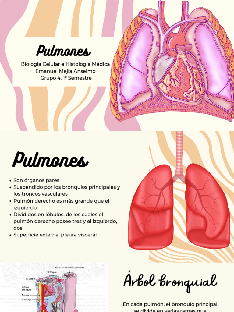 Histología del Pulmón y Estructura | PDF
