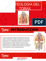 Osteologia Torax