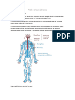 Función y Estructura de La Neurona