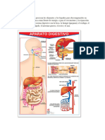 Aparato Digestivo