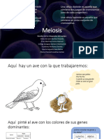 Meiosis Aves