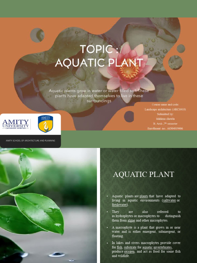 Aquatic Plants PDF Plants Botany