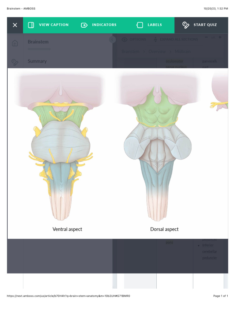 Brainstem Anatomy Overview | PDF