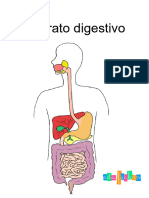 Aparato Digestivo PDF Edufichas
