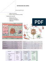 Metabilismo Del Hierro