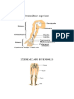 Actividades Del Cuerpo Humano