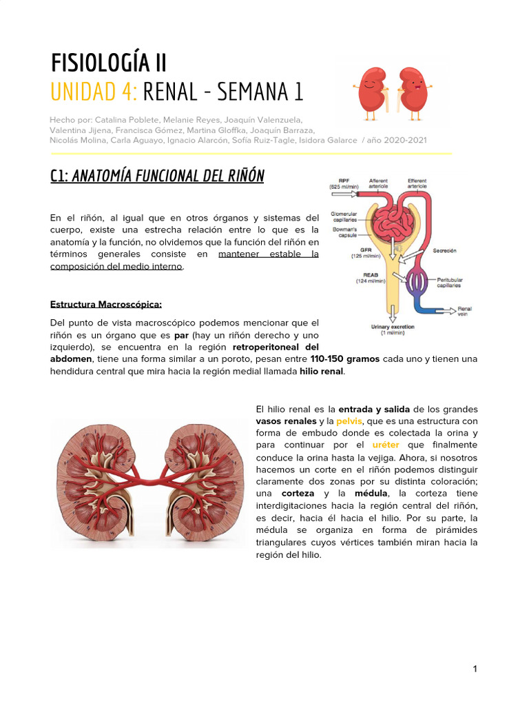 Compilado Renal 2020 | PDF | Riñón | Anatomía