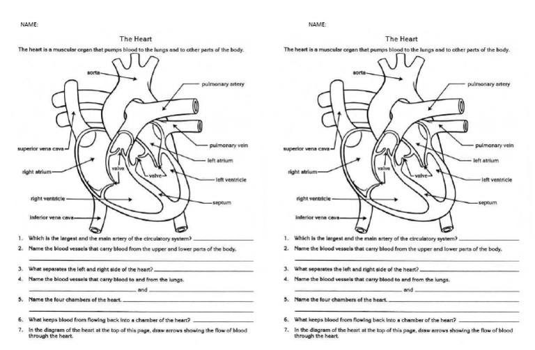 Heart Worksheet | PDF