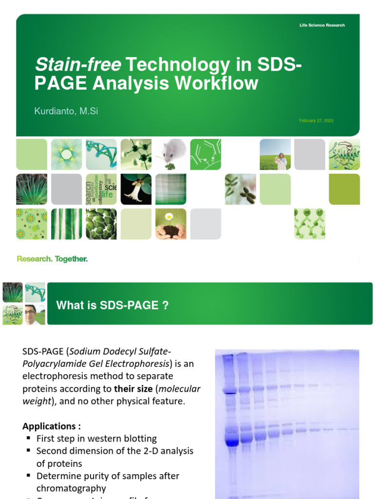 Stain-Free Technology in SDS PAGE Analysis Workflow | PDF | Science ...