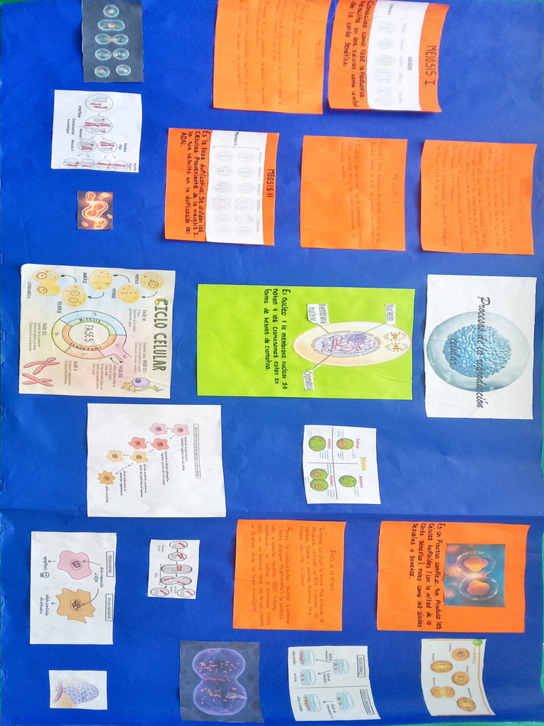 Mural (Mitosis y Meiosis) | PDF