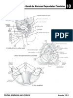 Visão Geral Do Sistema Reprodutor Feminino: Netter Anatomia para Colorir 10-1