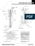 Uretra Masculina e Pênis: Netter Anatomia para Colorir