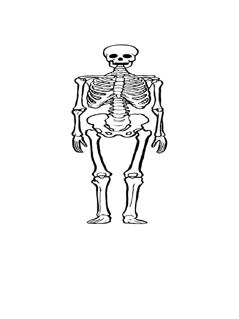 Free Printable Skeleton Template - 280782.jpg Biology Diagrams