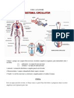 CURS 1 ANATOMIE