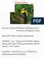 Philippine Cobra 