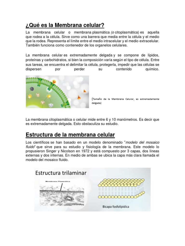 Estructura y Función de la Membrana Celular | PDF | Membrana celular ...
