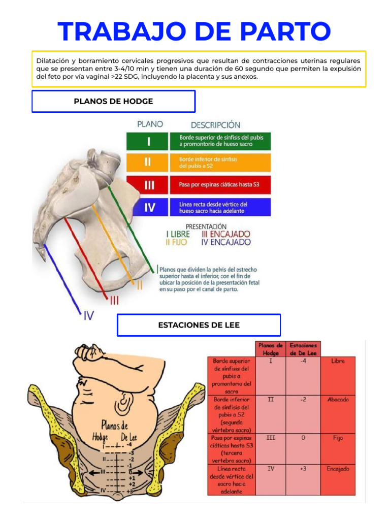 Progresión del Trabajo de Parto y Planos | PDF | Parto | Pelvis
