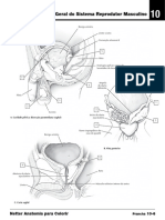 Visão Geral Do Sistema Reprodutor Masculino: Netter Anatomia para Colorir