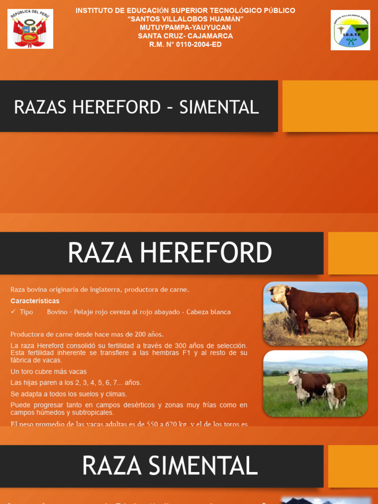 Características de las razas Hereford y Simmental | PDF