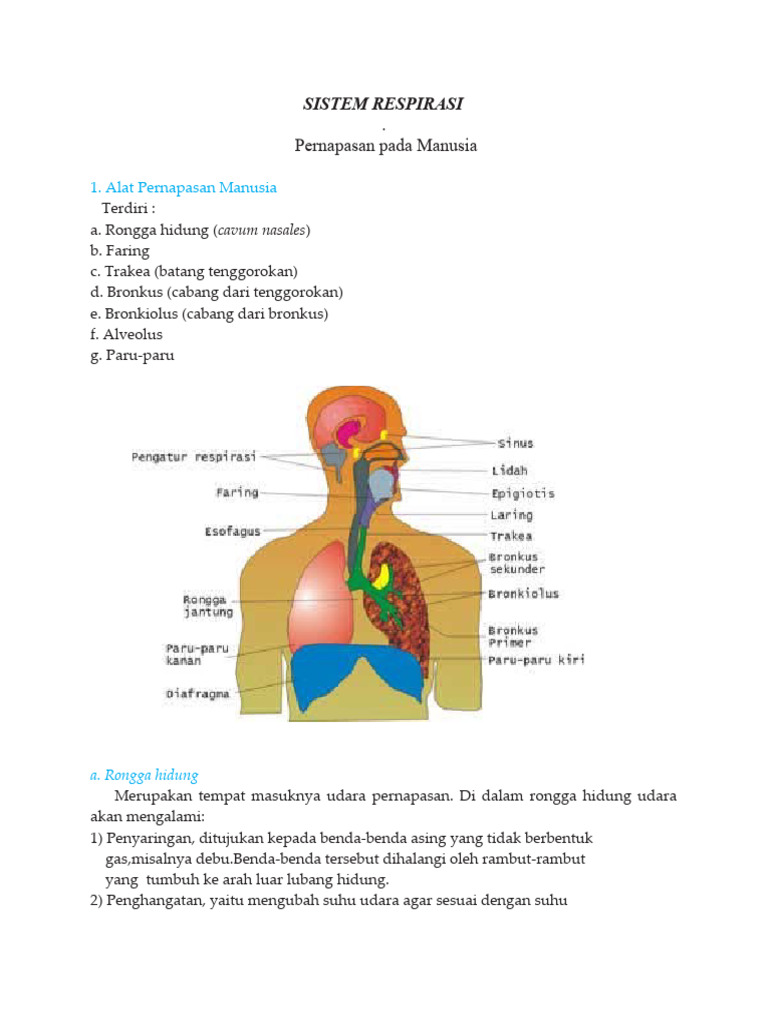 Sistem Respirasi | PDF