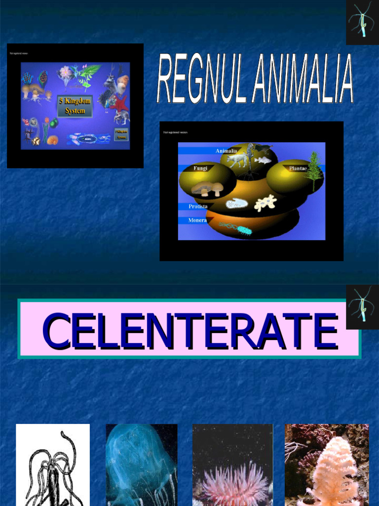 Animale Nevertebrate Încrengătura Celenterate. Cl7 | PDF