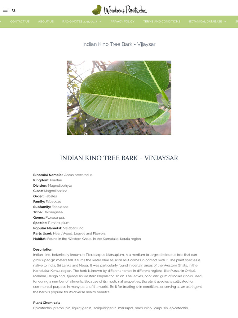 Indian Kino Tree Bark - Vijaysar | PDF | Medical Specialties | Clinical ...