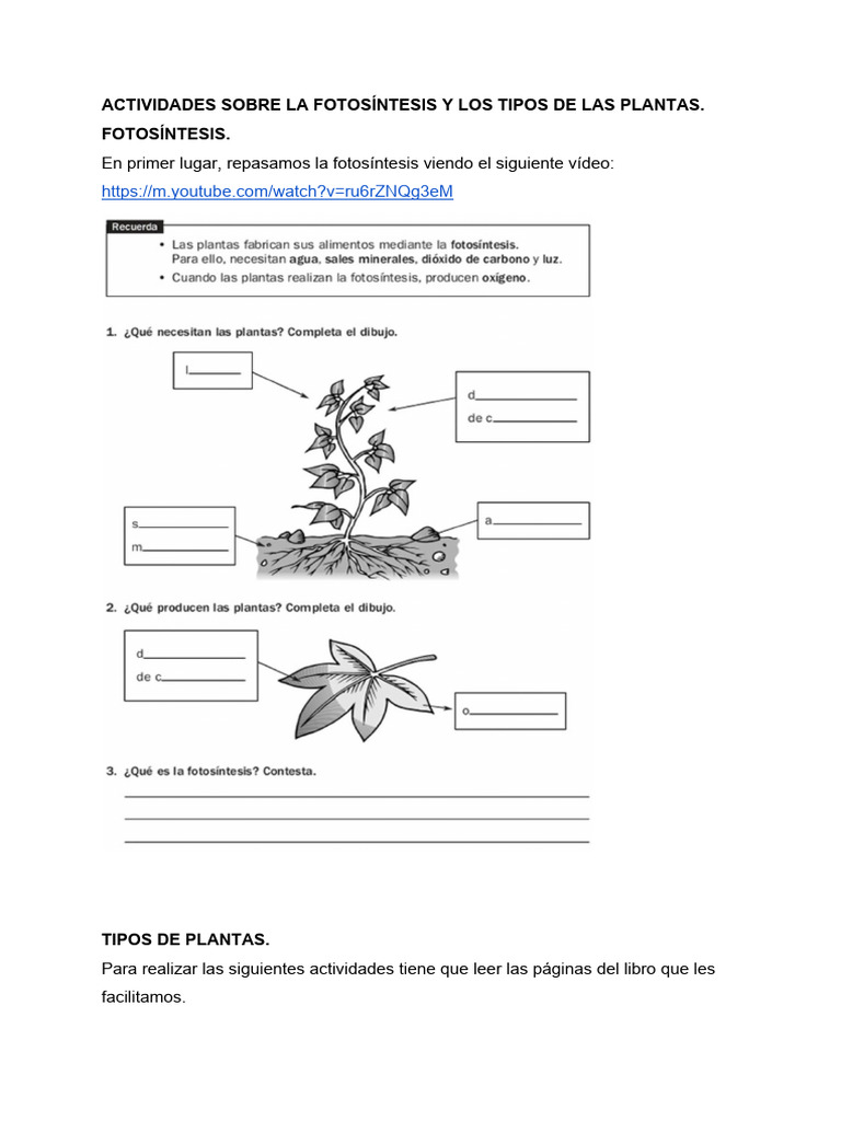 Actividades Fotosintesis | PDF