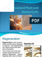 05 - 1.3 - Specialized Plant and Animal Cells