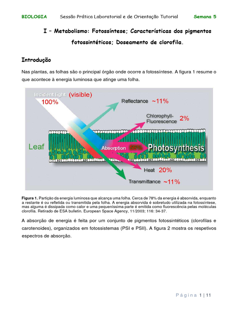 Extração e Análise da Clorofila | PDF | Clorofila | Parede celular, image size:768x1024