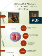 Anatomía Del Aparato Genital Del Macho