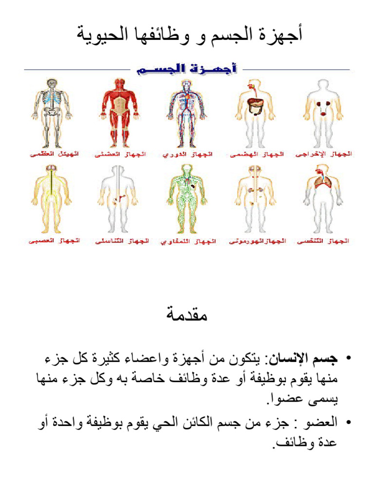 7 Body Systems and Functions PDF