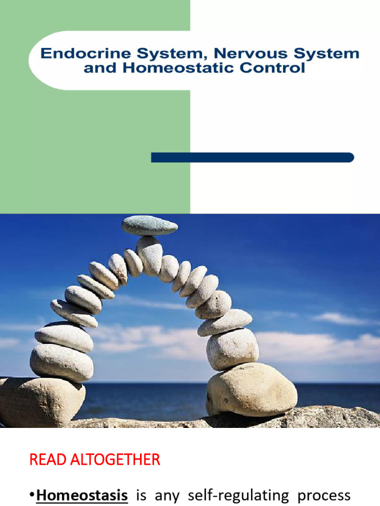 Understanding Homeostasis and Neurons | PDF | Neuron | Nervous System
