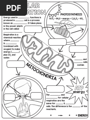 cellular respiration doodle notes
