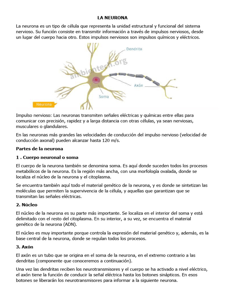 Partes y funciones de la neurona | PDF | Neurona | Axon