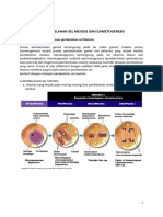 LKS 2 Pembelahan Meiosis Dan Gametogenesis