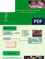 Neiseria Mico y Espiroq