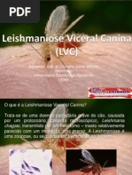 leishmaniose3