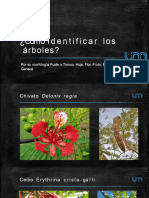 Cómo Identificar Los Árboles para DGSP