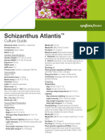 Culture Seed Schizanthus Atlantis