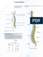 Tema 04 - Columna Vertebral