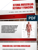 Sistema Muscular Estructura y Función