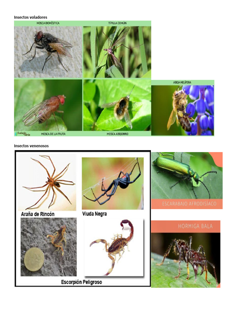 Insectos Voladores | PDF
