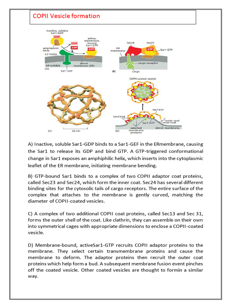 Coated Vesicles Formation PDF Vesicle (Biology And Chemistry