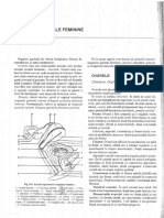 Anatomie