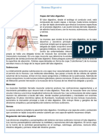 Sistema Digestivo