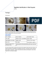 Dinoflagellate Guide