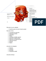 Músculos Da Cabeça
